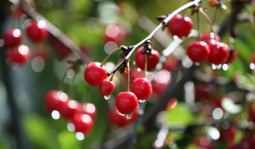 дерево, вишня, боке, cherry, ветка, макро, капли, вода