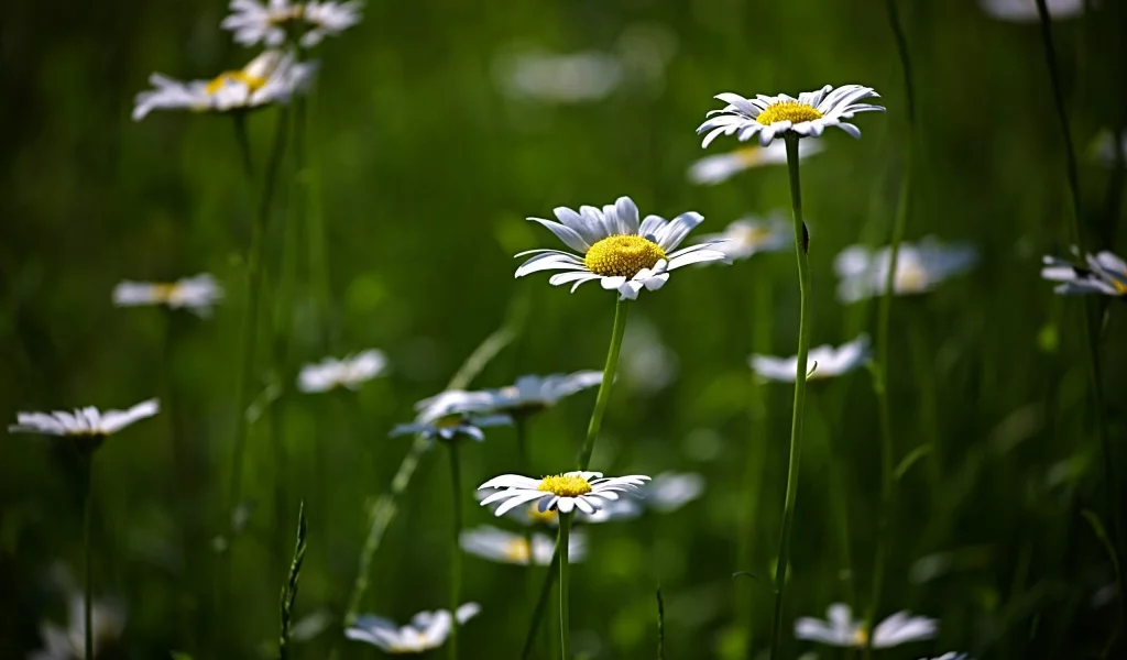 цветение, flower, поляна, цветы, природа, зелень, ромашки