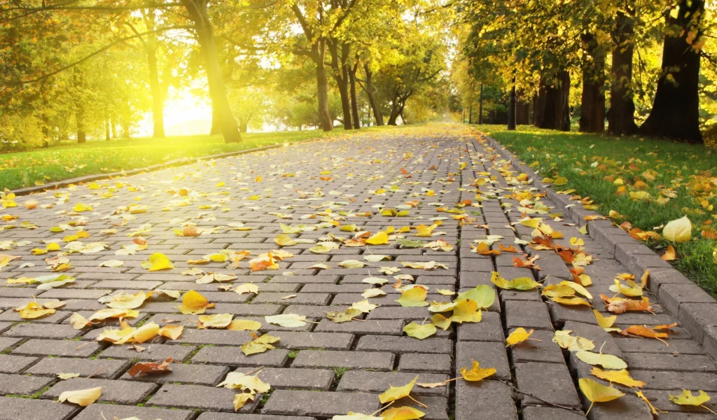 autumn leafs, яркий, плитка, опадающая, солнце, свет, листва, осень