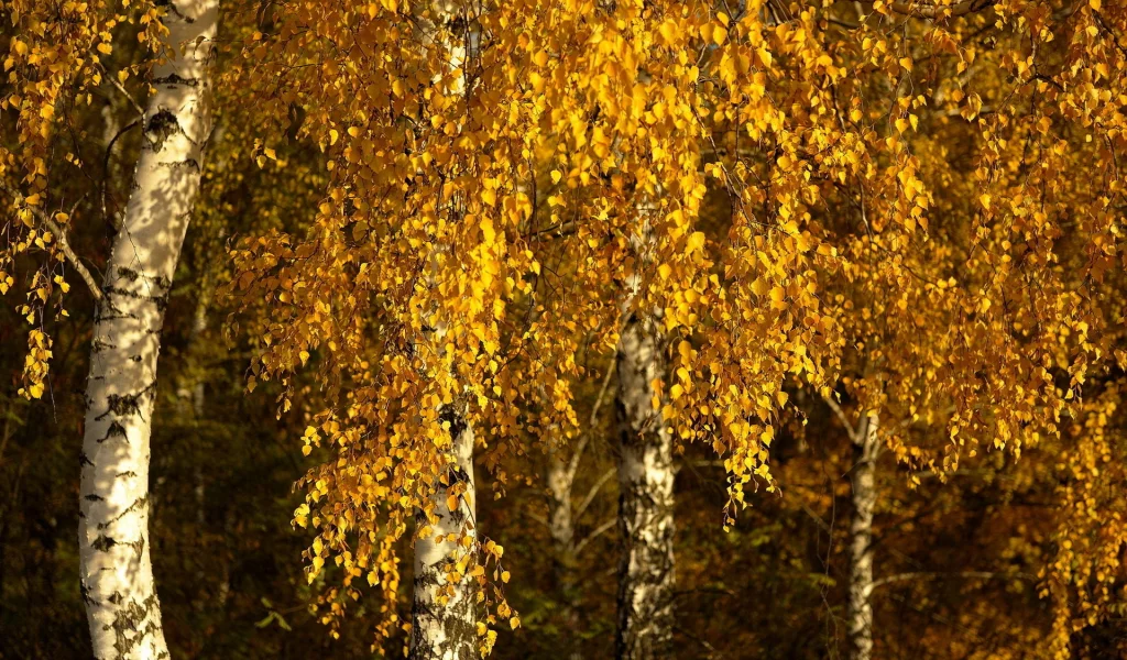 листья, берёзы, осень