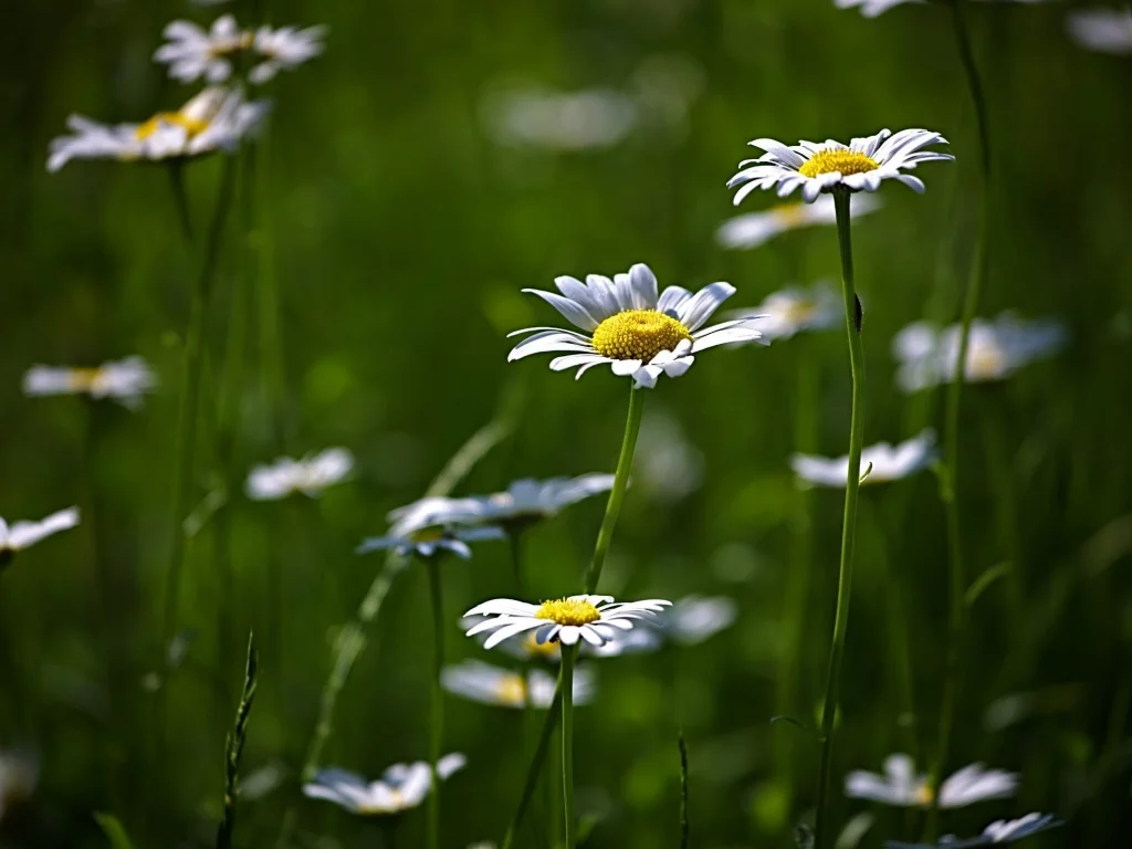 цветение, flower, поляна, цветы, природа, зелень, ромашки