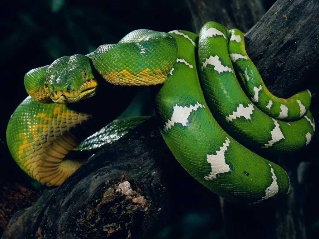 животные, ветка, snake, зелёная, змея