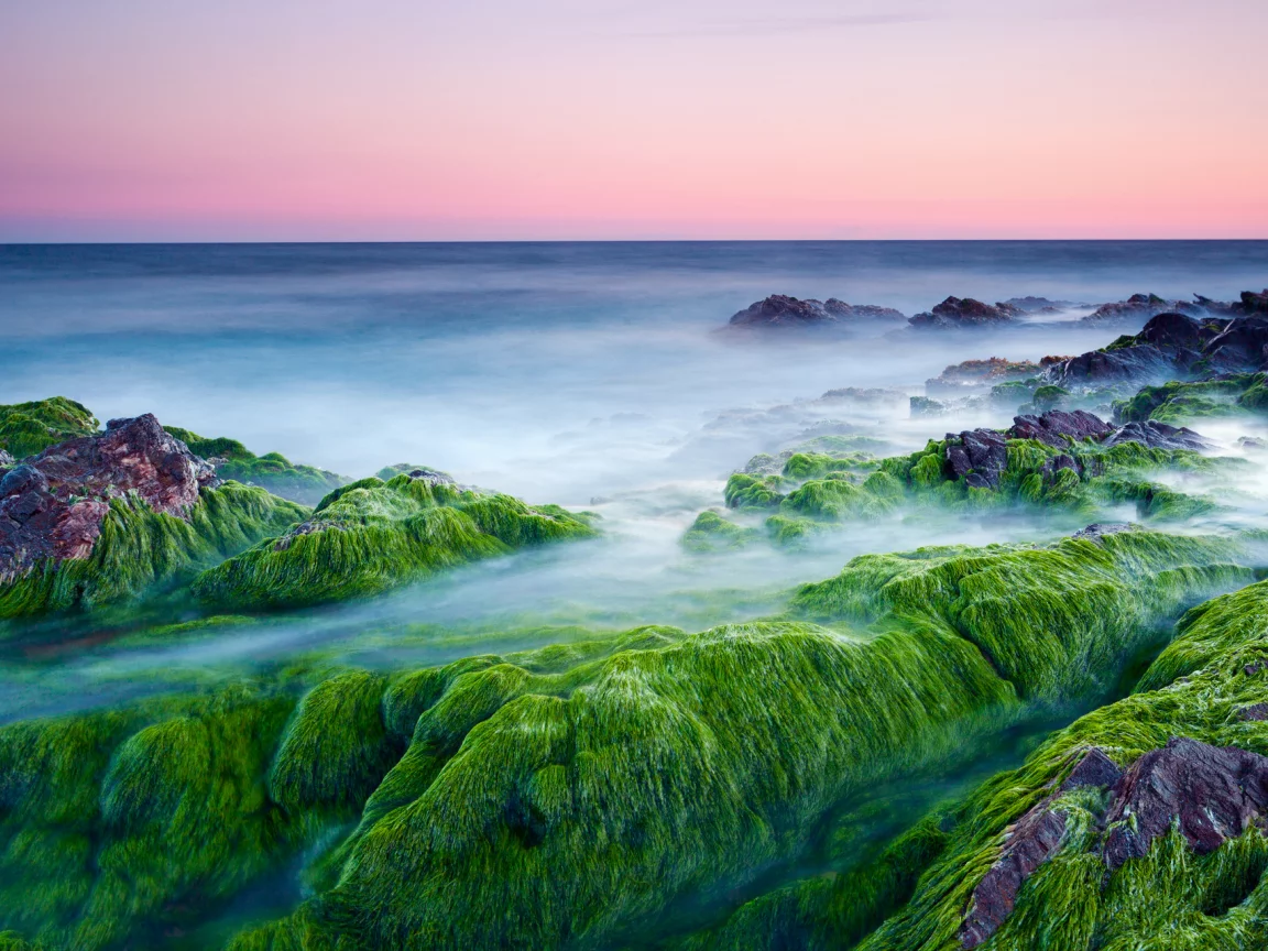 камни, утро, море, водоросли, розовое