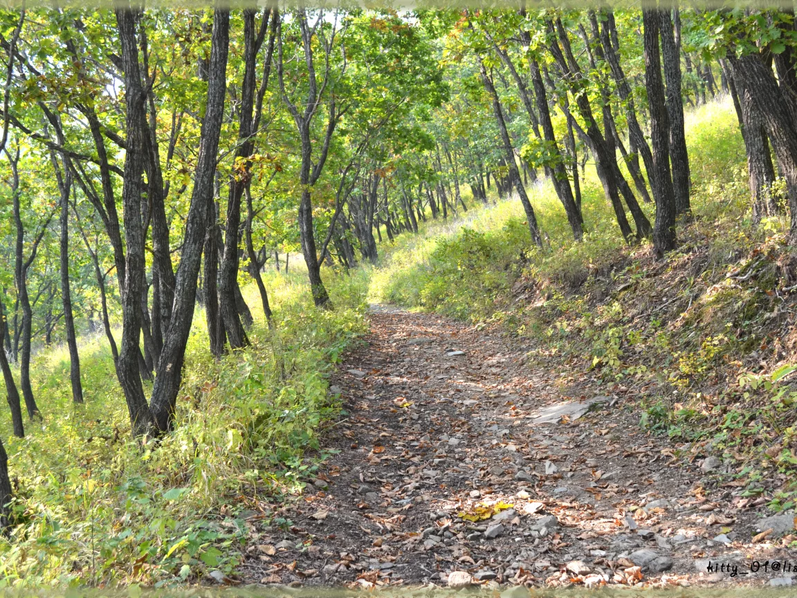 лес, тропа, солнечный день, природа, фон, лето