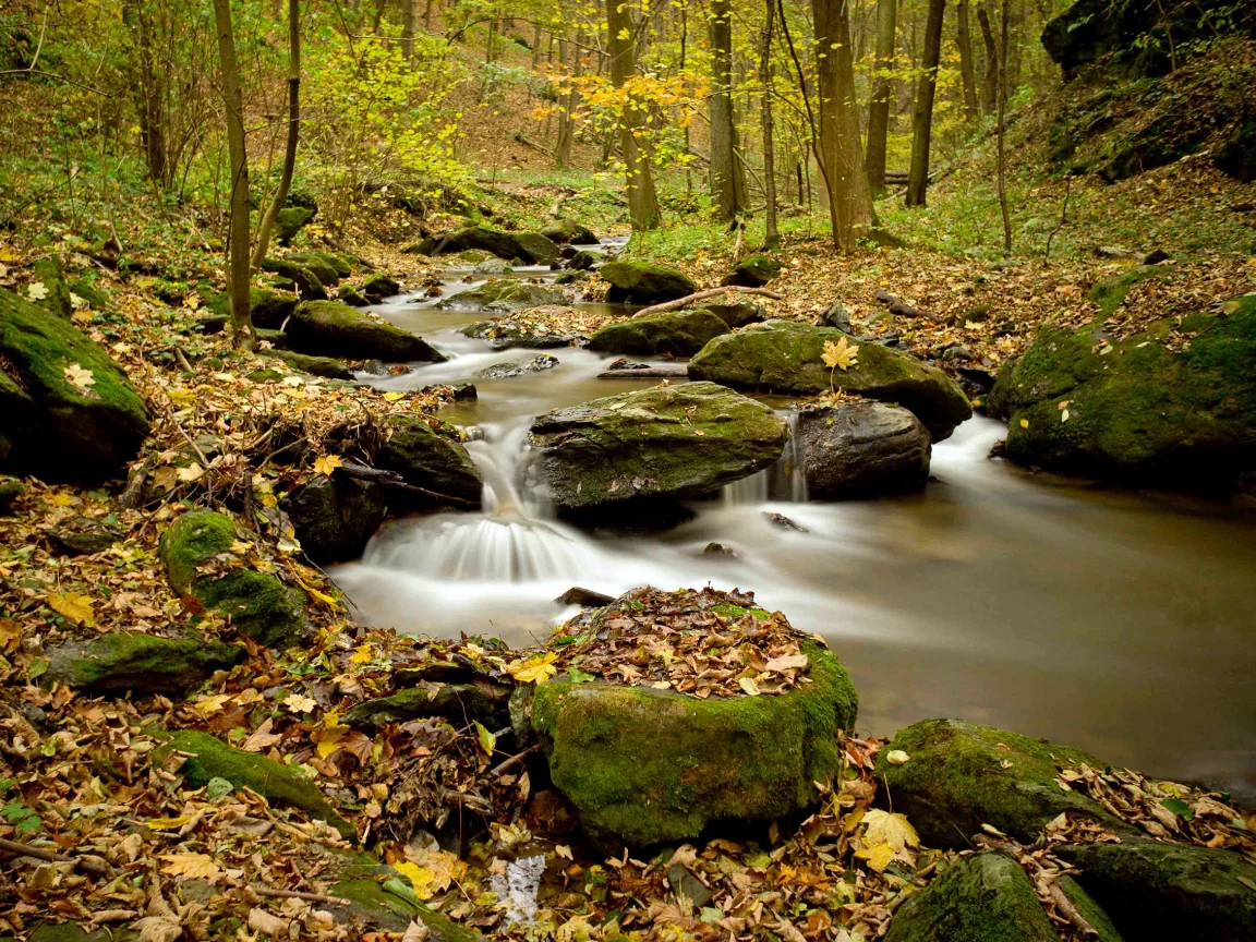природа, лес, осень, река, листва