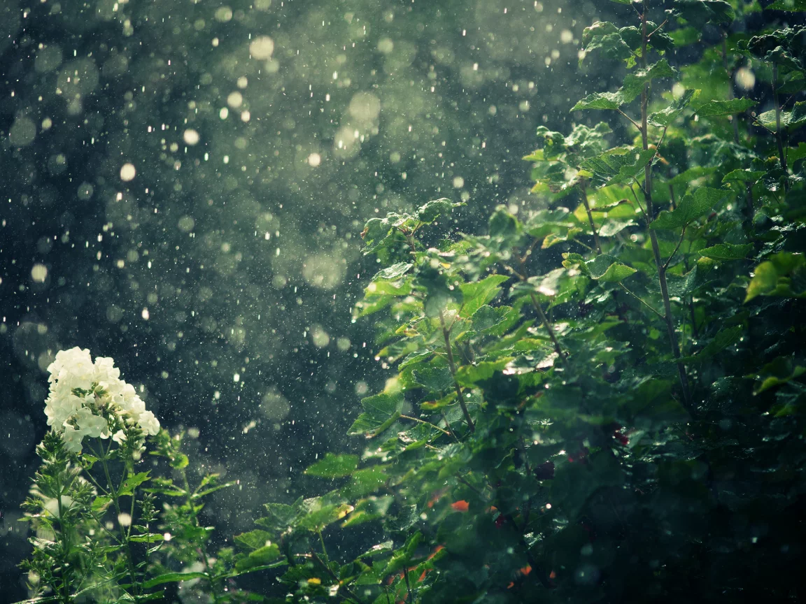 природа, дождь, цветы, кусты