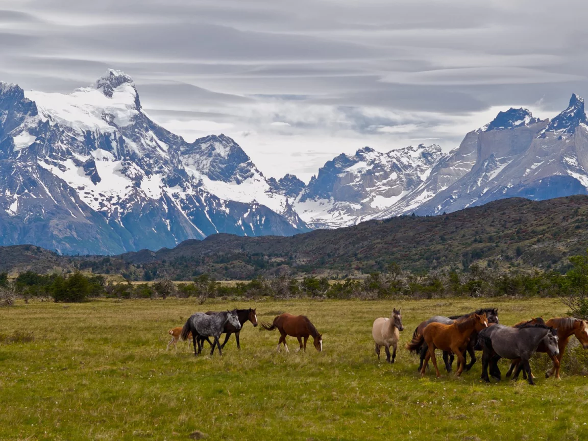 небо, облако, animals, horses, животные, лошади, горы, кони