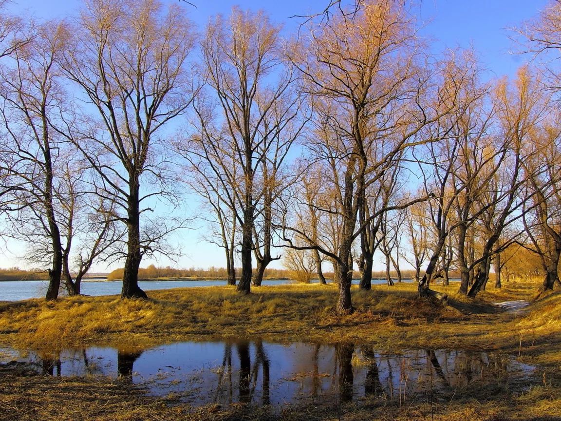 осень, река, деревья
