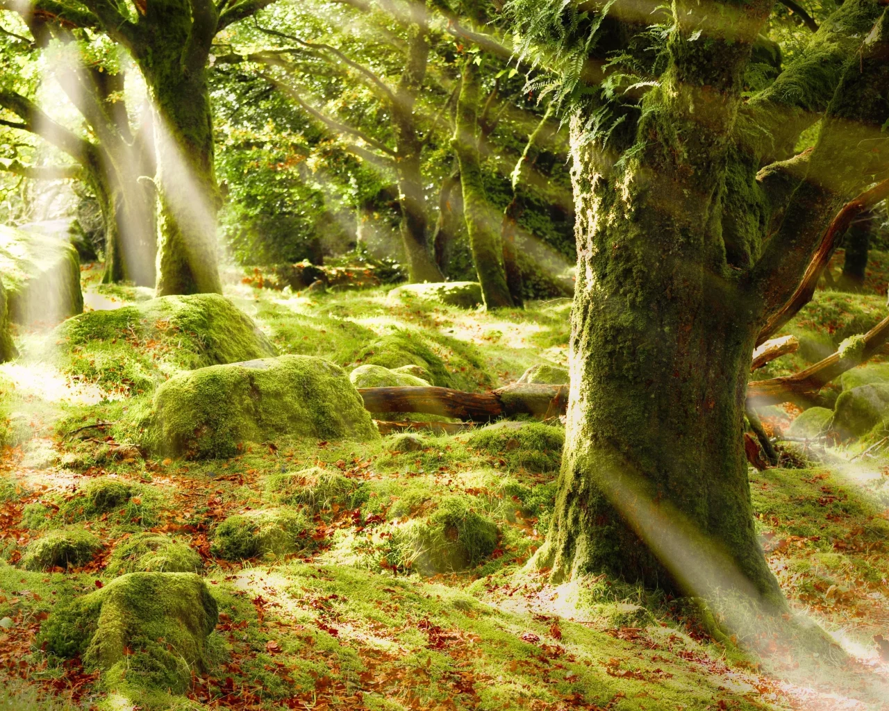 лес, блики, лучи, деревья, sunshine forest, листва, солце, мох