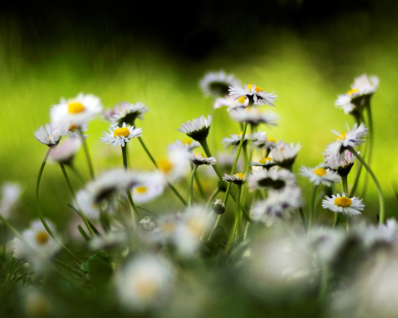 ромашки, цветы, цвета, природа, яркие, весна, растения, spring wallpaper, цветение