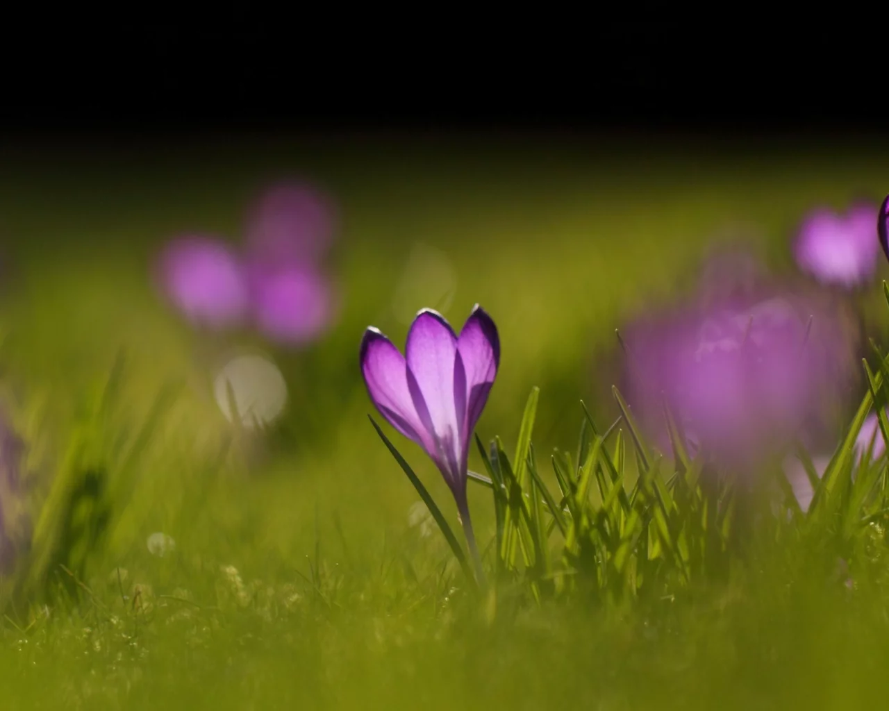 wallpapers, цветы, зелень, природа, цветение, весна, фон, поляна, растения, обои, крокусы, трава