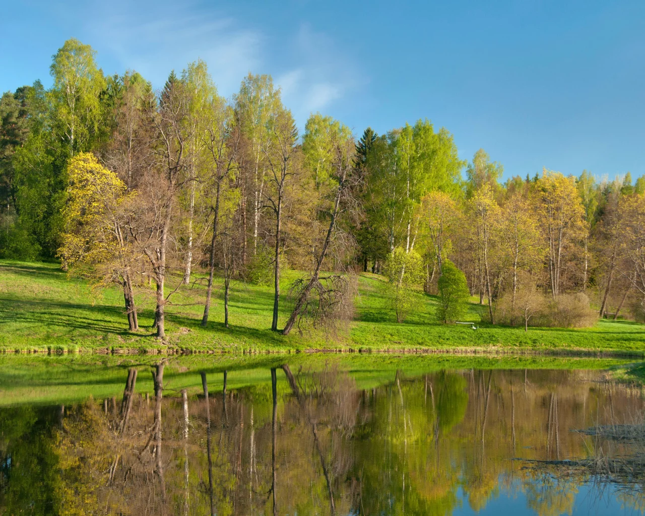лес, парк, природа, река, деревья