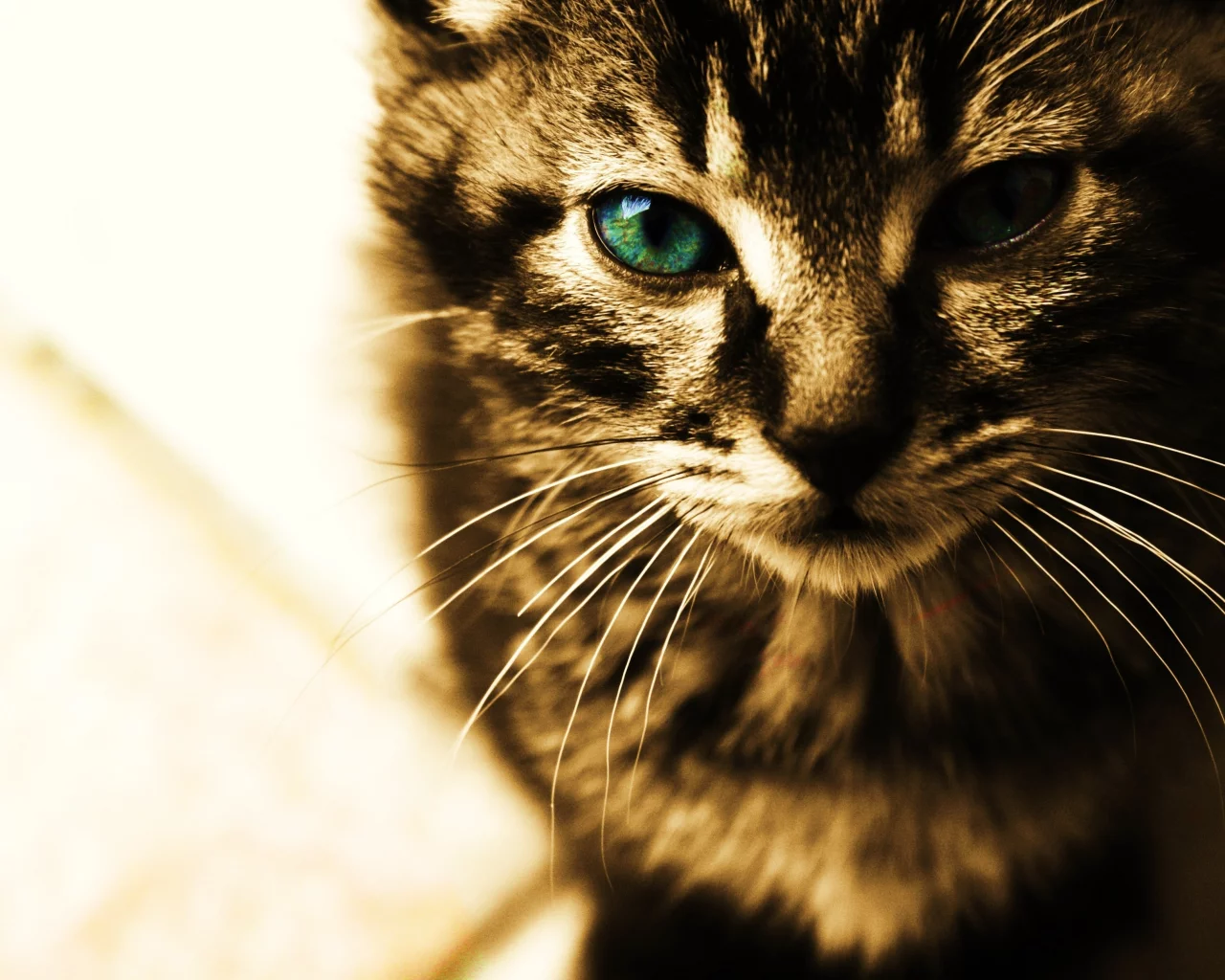 лицо, cats, взгляд, усы, анфас, кот, кошки