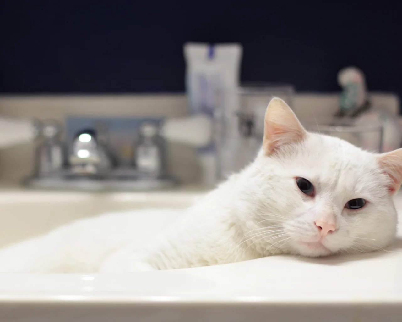 cat, кошка, кот, kitty