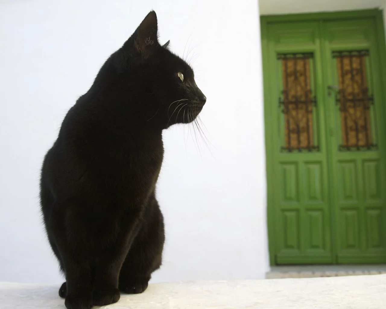 кошка, дом, дверь, улица, черный кот