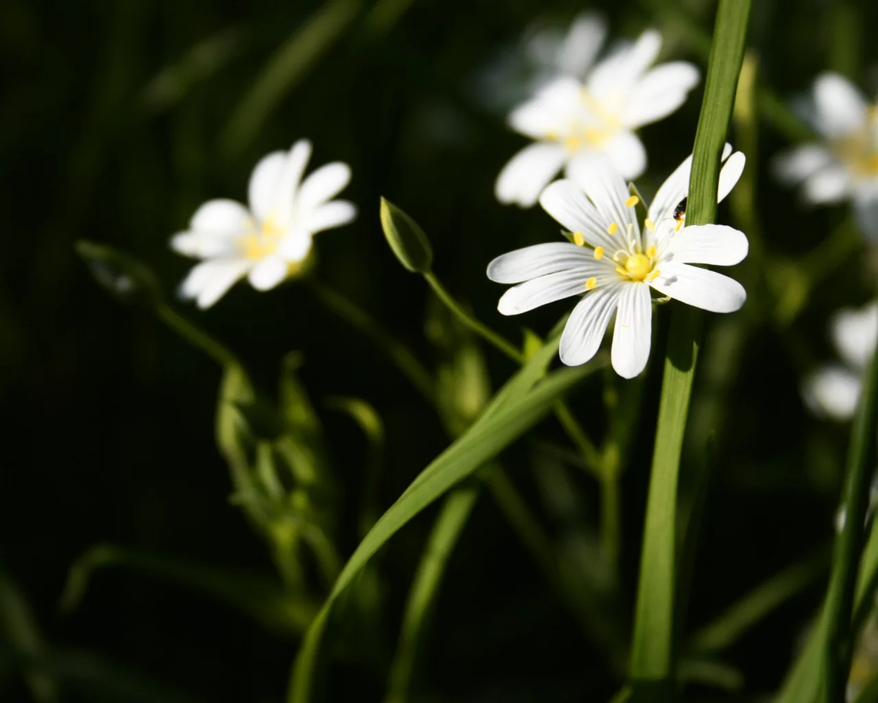 белые, зелень, nature
