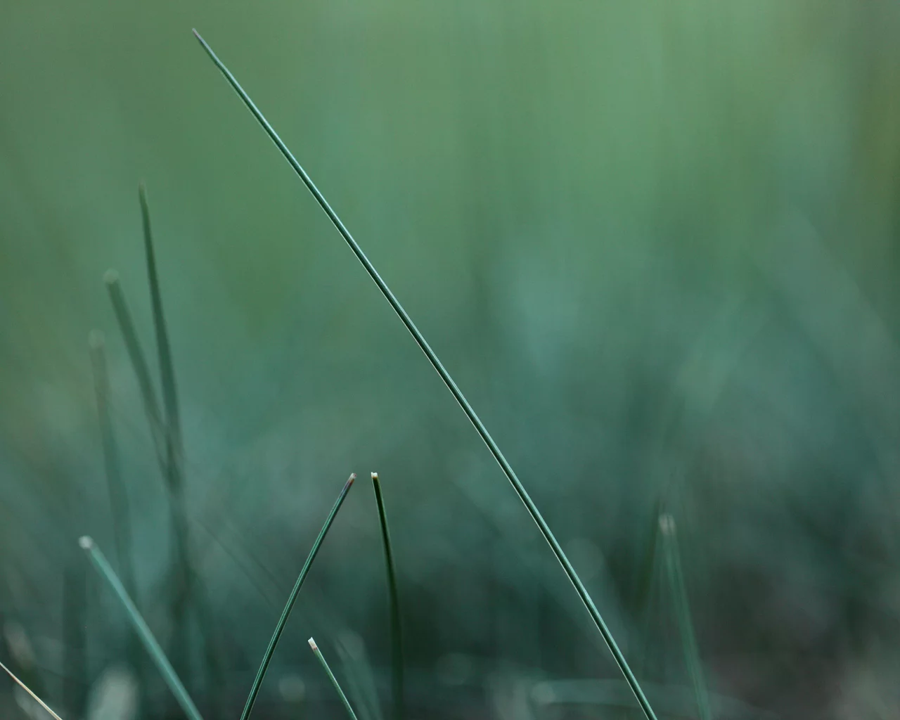 макро, green, травинка, зелень, трава, размытость, природа