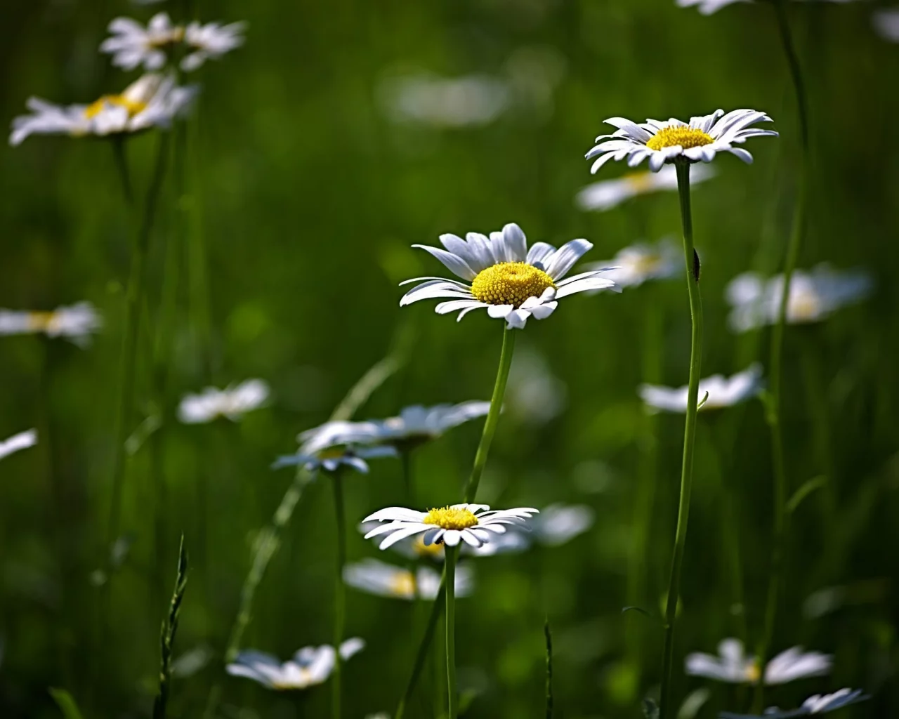 цветение, flower, поляна, цветы, природа, зелень, ромашки