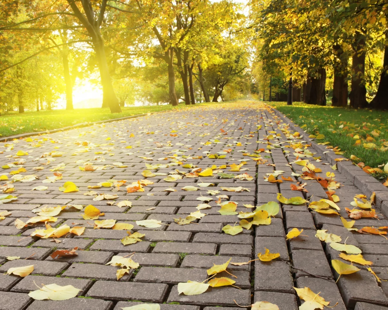 autumn leafs, яркий, плитка, опадающая, солнце, свет, листва, осень
