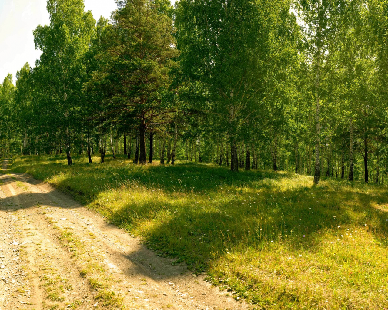 Лесная грунтовая дорога летом