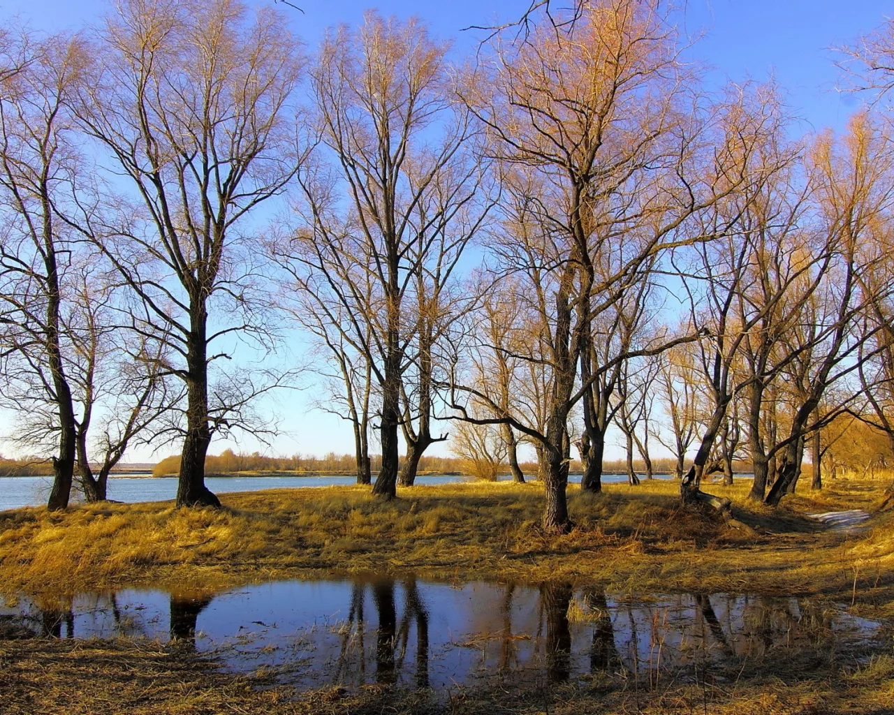 осень, река, деревья