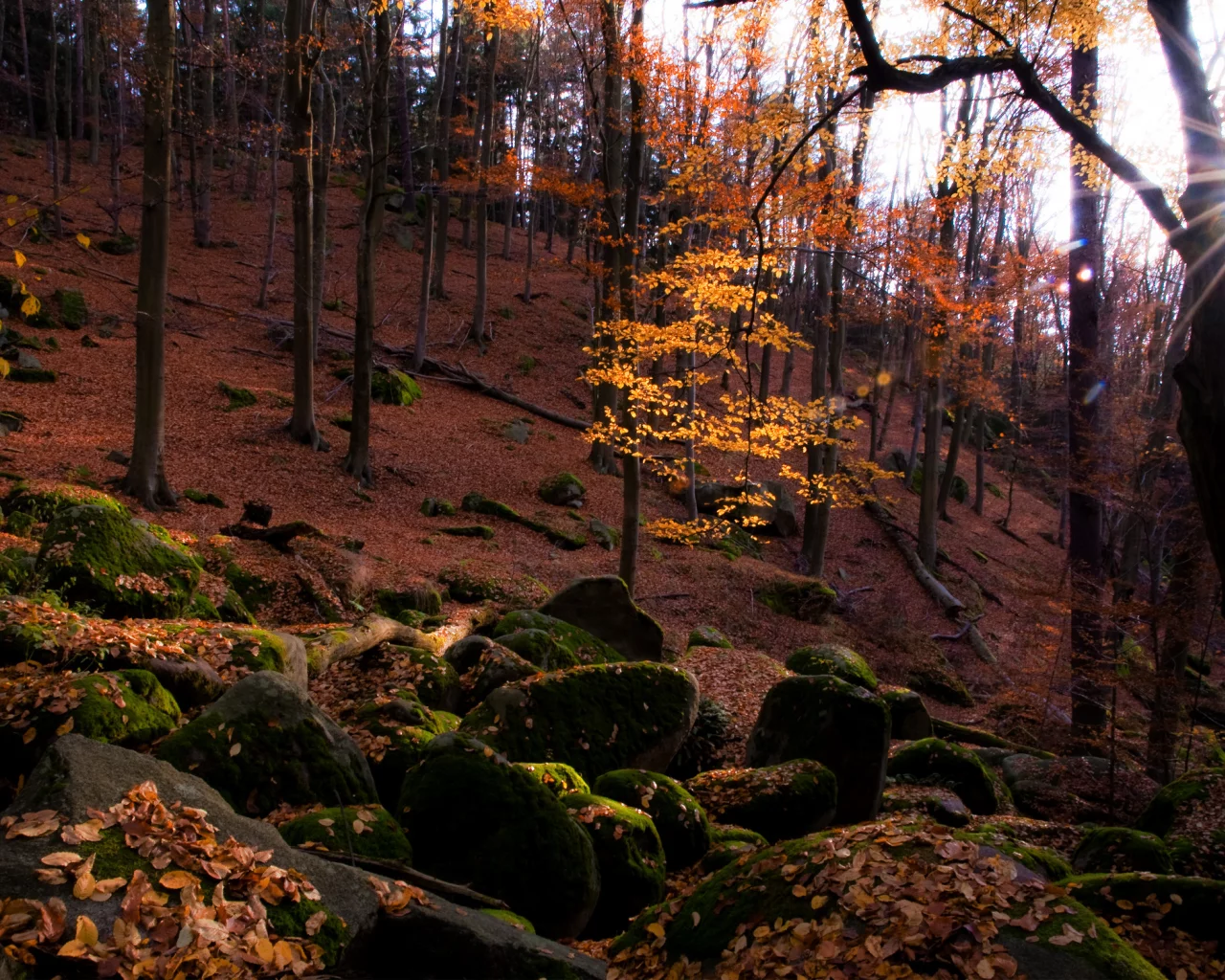 камни, лес, природа, листва, осень, солнце, мох