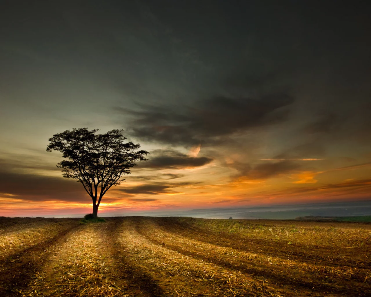 поле, небо, tree, landscape, sky, дерево, sunset, облака, hill, пейзаж, nature, clouds, природа, закат, 1920x1200