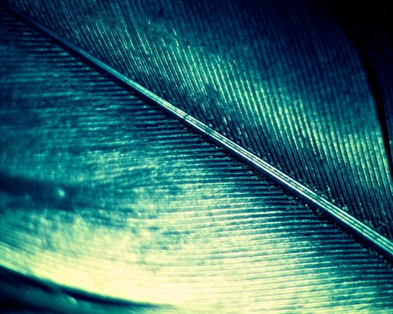 feather, macro, quill, блеск, цвет, перо, перламутровое, макро, зеленый, green