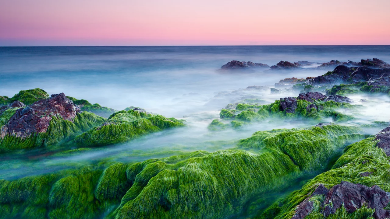 камни, утро, море, водоросли, розовое