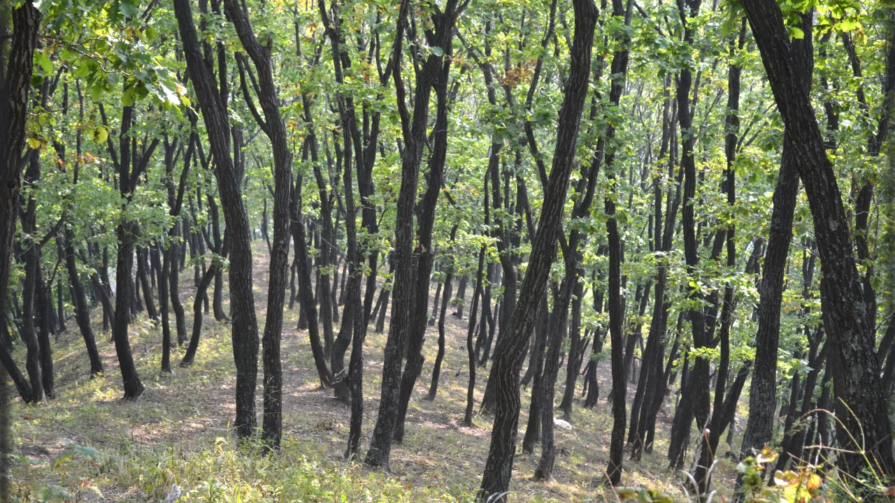 пейзаж, лес, солнечный день, природа, деревья, фон, листья, тень, сопка