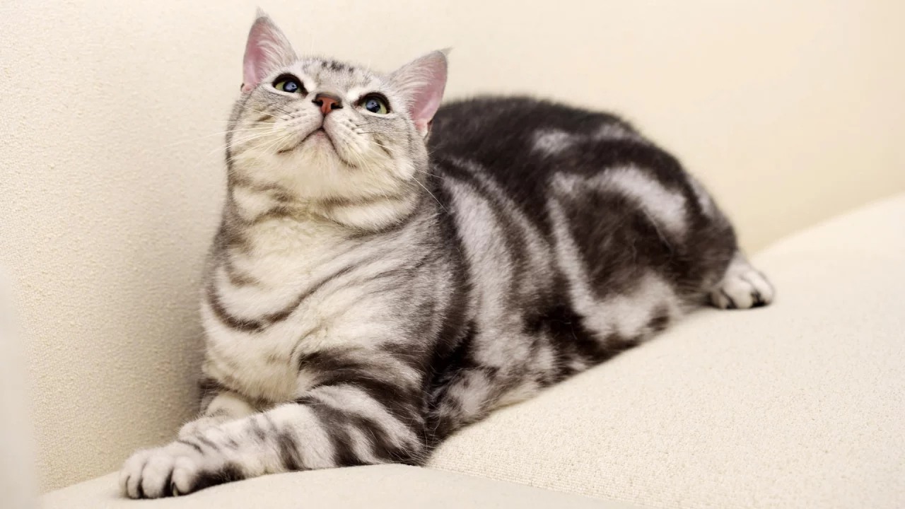 окрас вискас, кот, диван, кошка