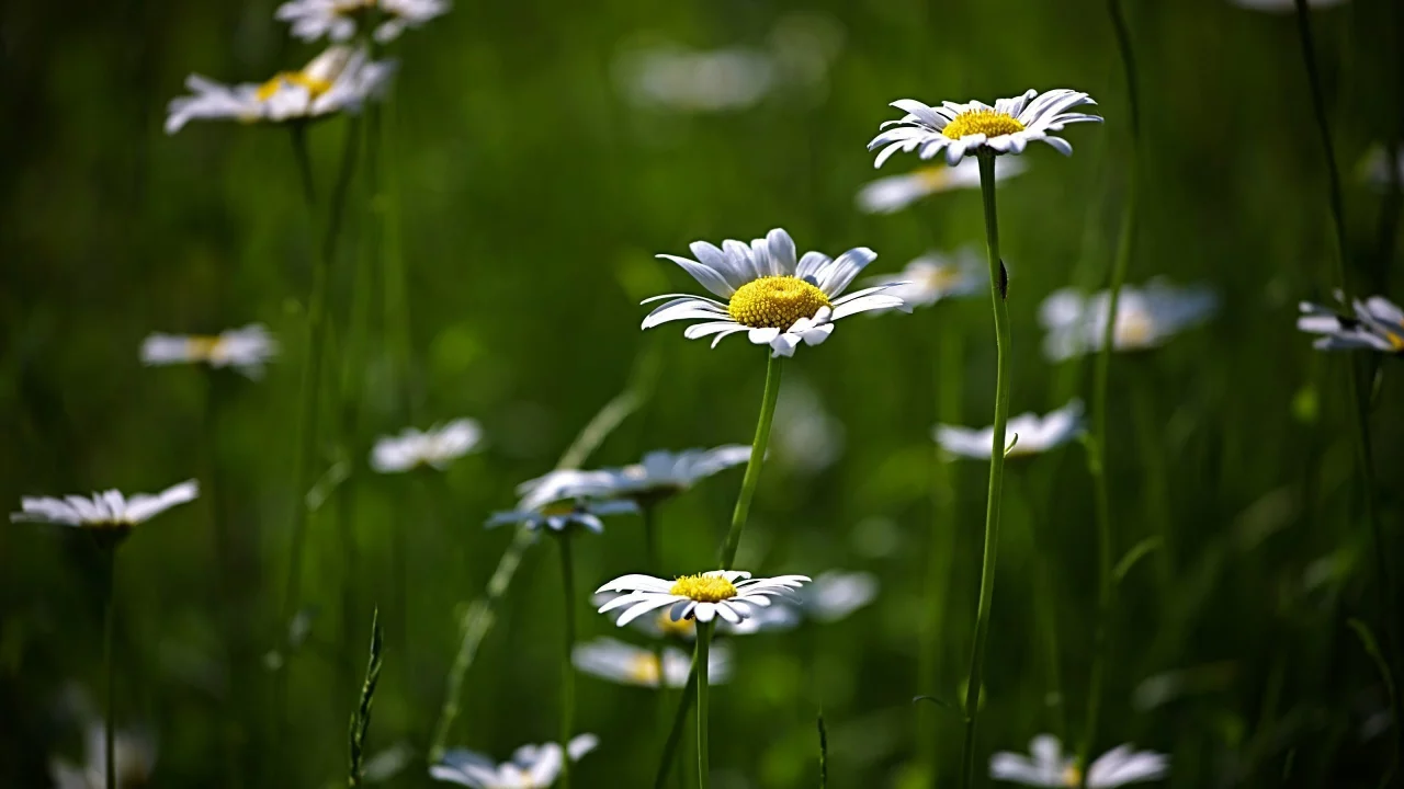 цветение, flower, поляна, цветы, природа, зелень, ромашки