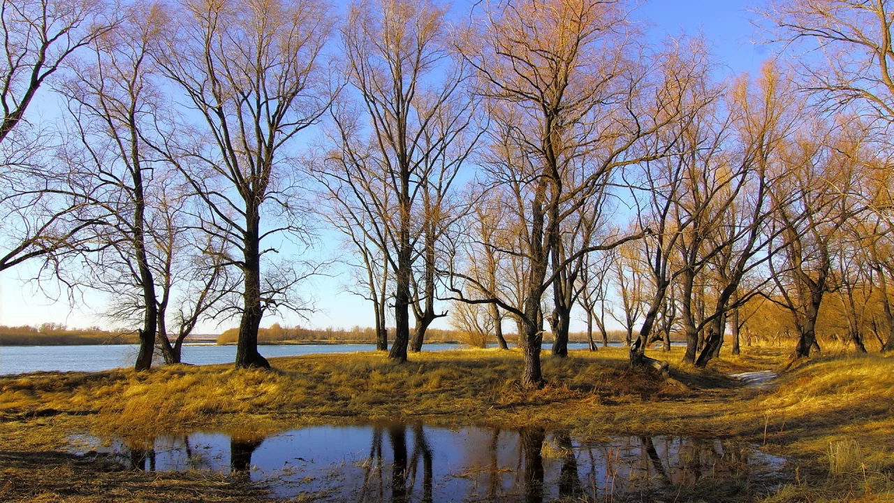 осень, река, деревья