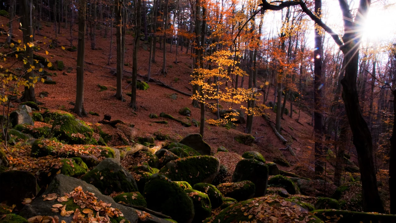 камни, лес, природа, листва, осень, солнце, мох