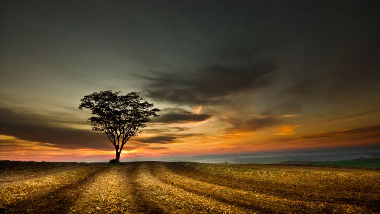 поле, небо, tree, landscape, sky, дерево, sunset, облака, hill, пейзаж, nature, clouds, природа, закат, 1920x1200