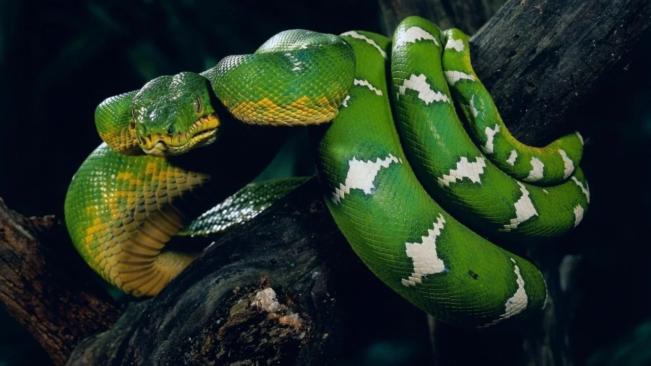 животные, ветка, snake, зелёная, змея