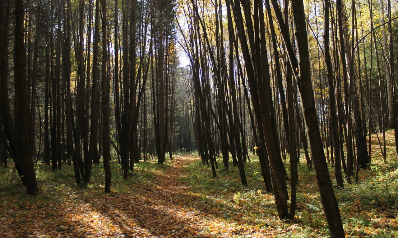 листья, осень, лес, деревья