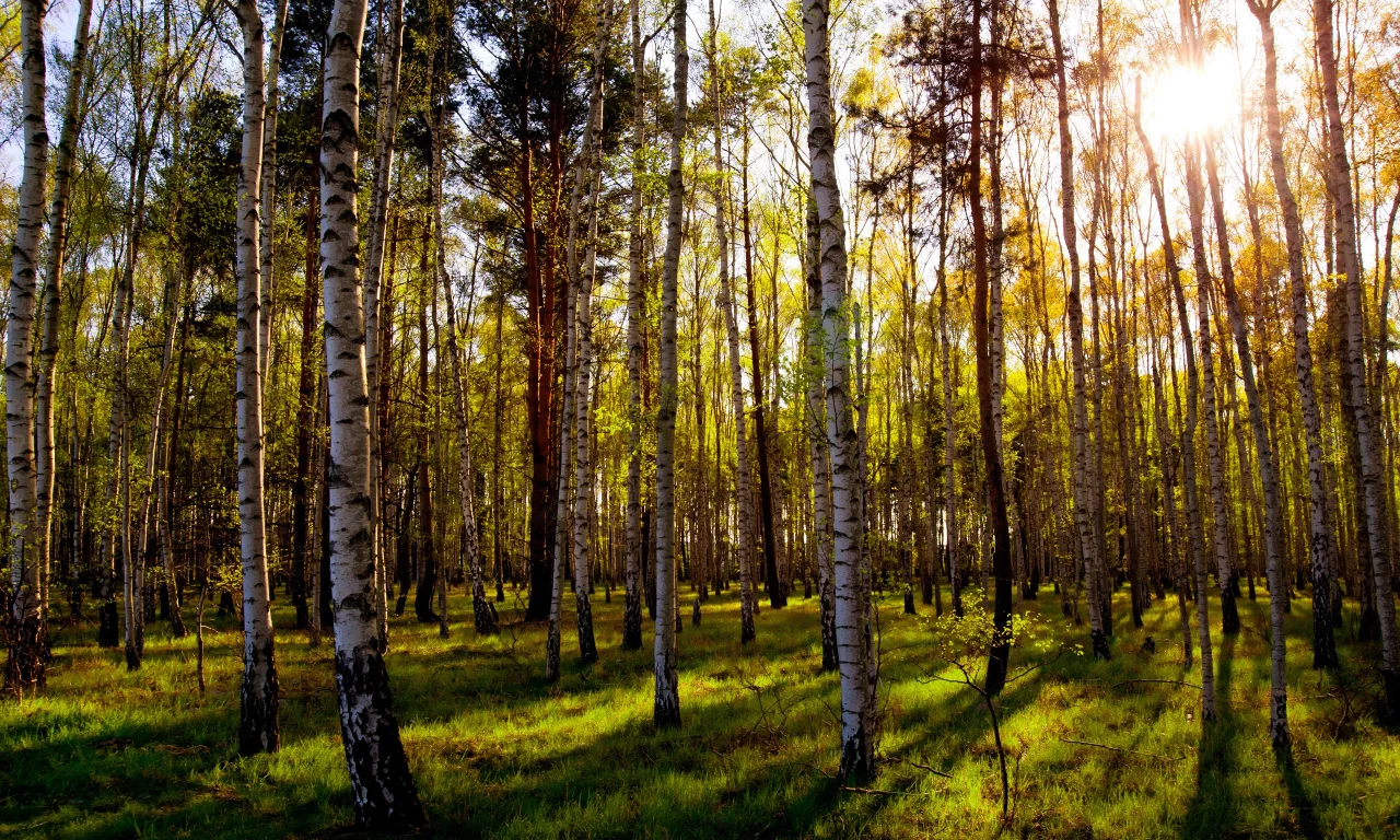 зелень, солнце, день, листья, роща, природа, трава, смешанный лес