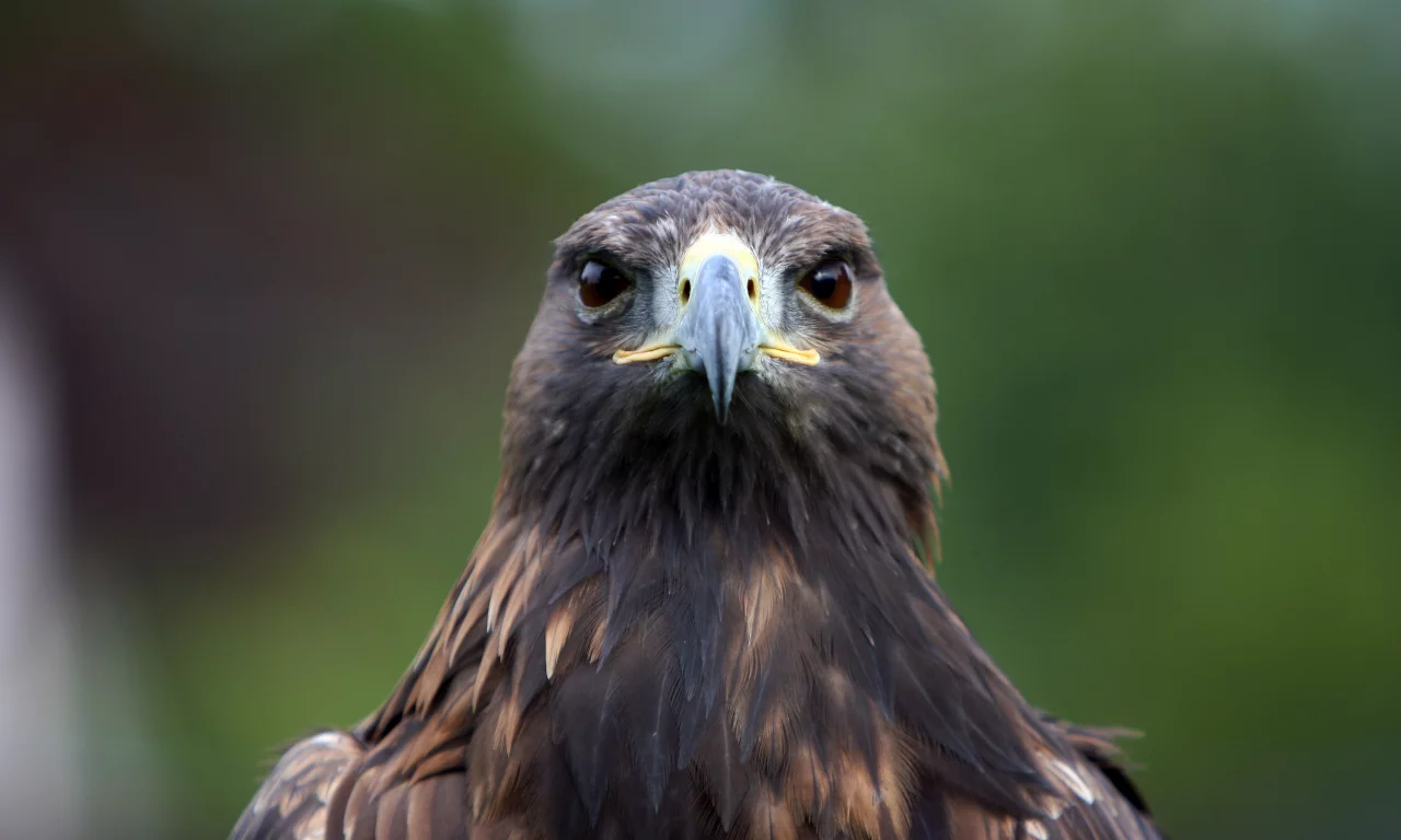 орел, птица, хищная, birds of prey