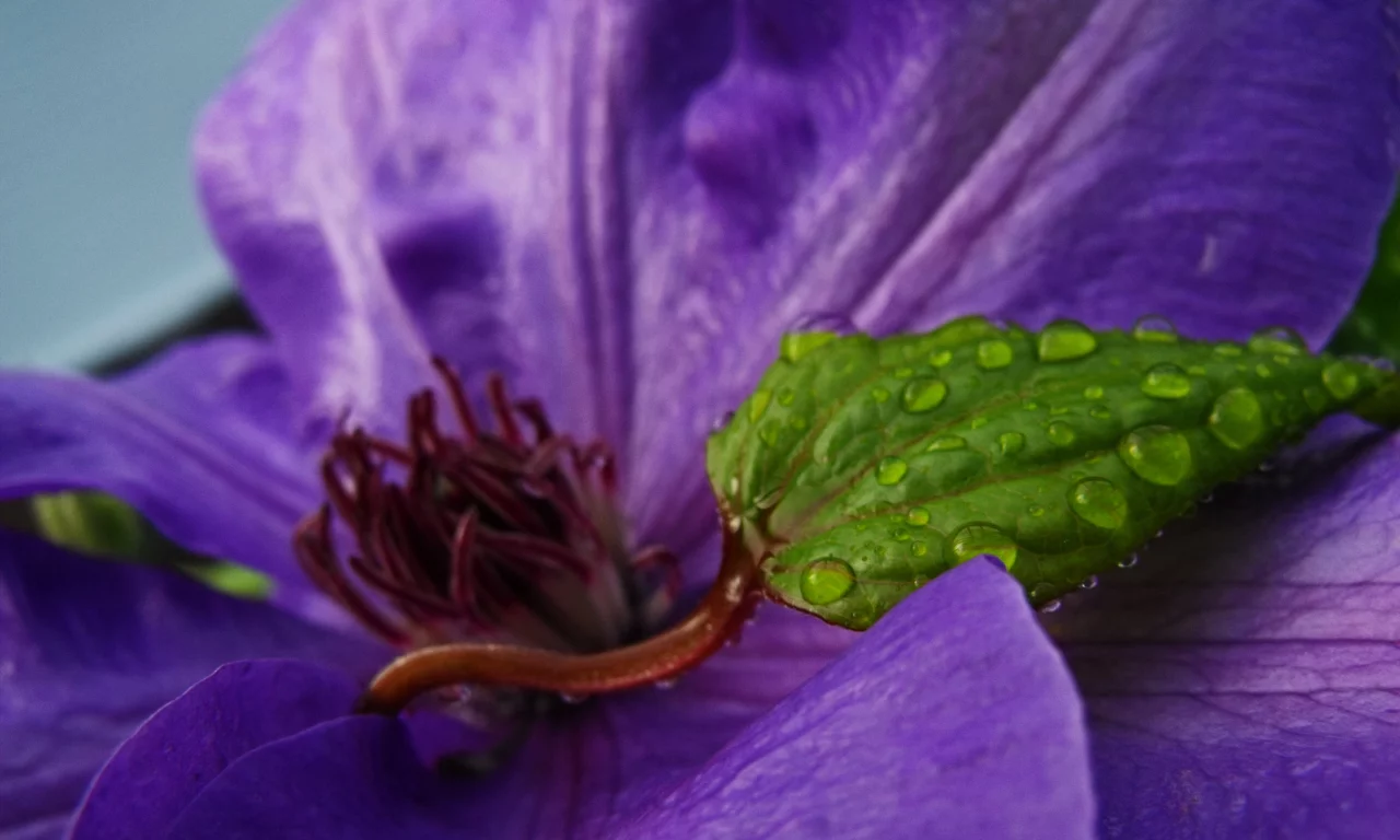 purple and green, цветок, капли, лист