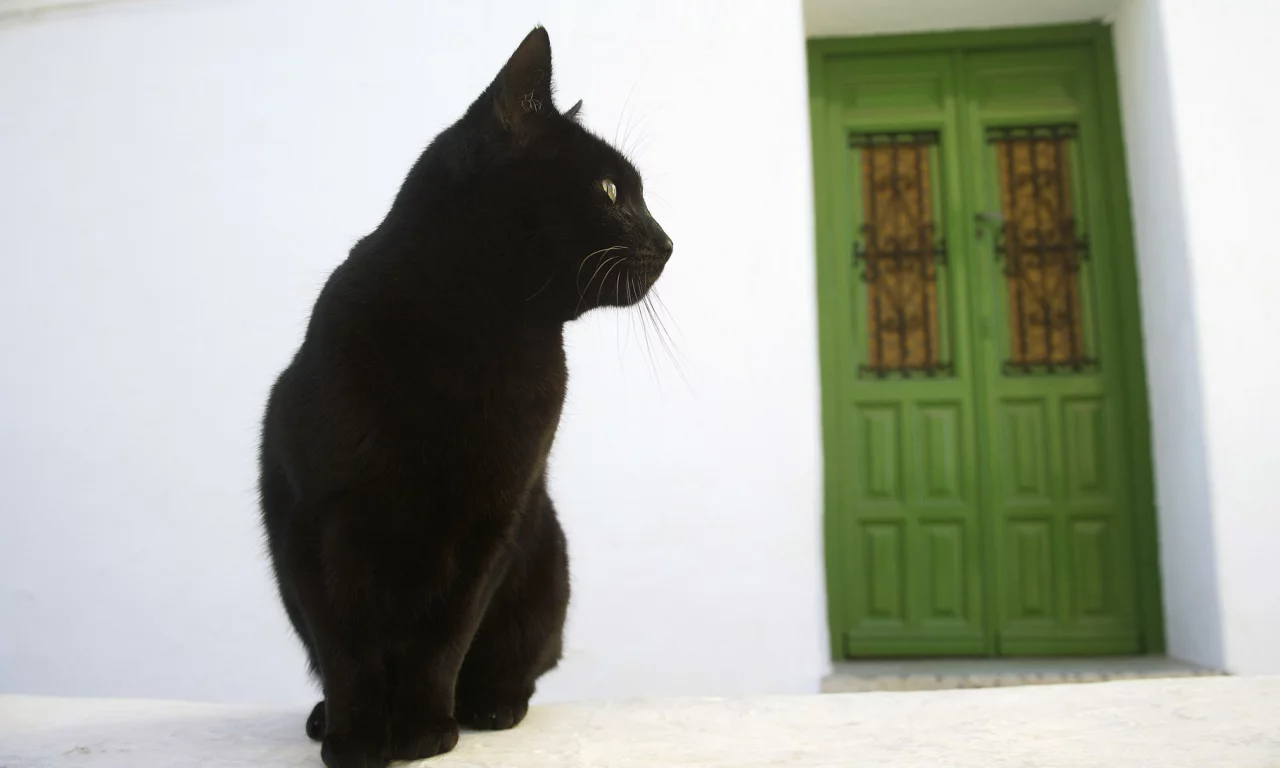 кошка, дом, дверь, улица, черный кот