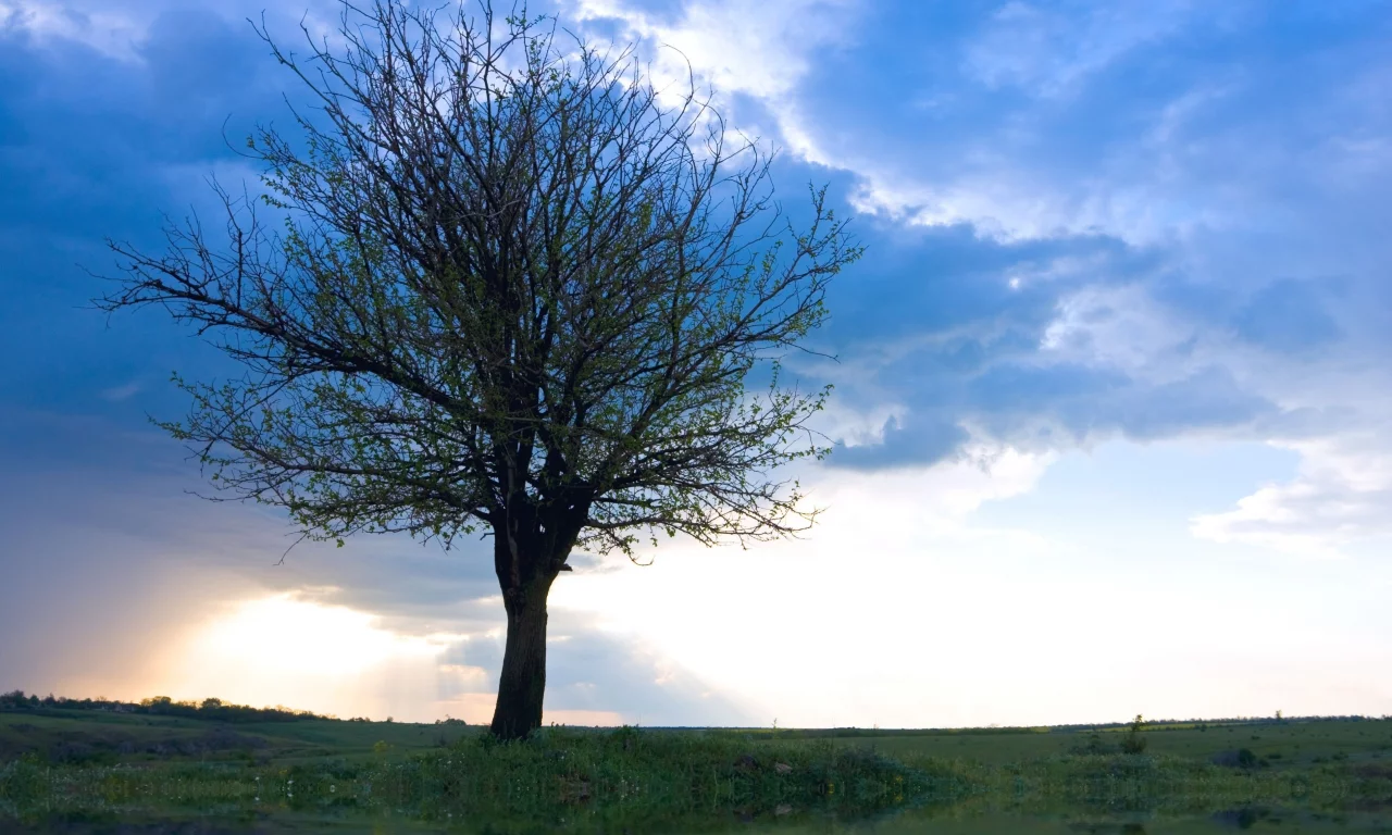 only tree, рассвет, дерево, одинокое, облака, небо