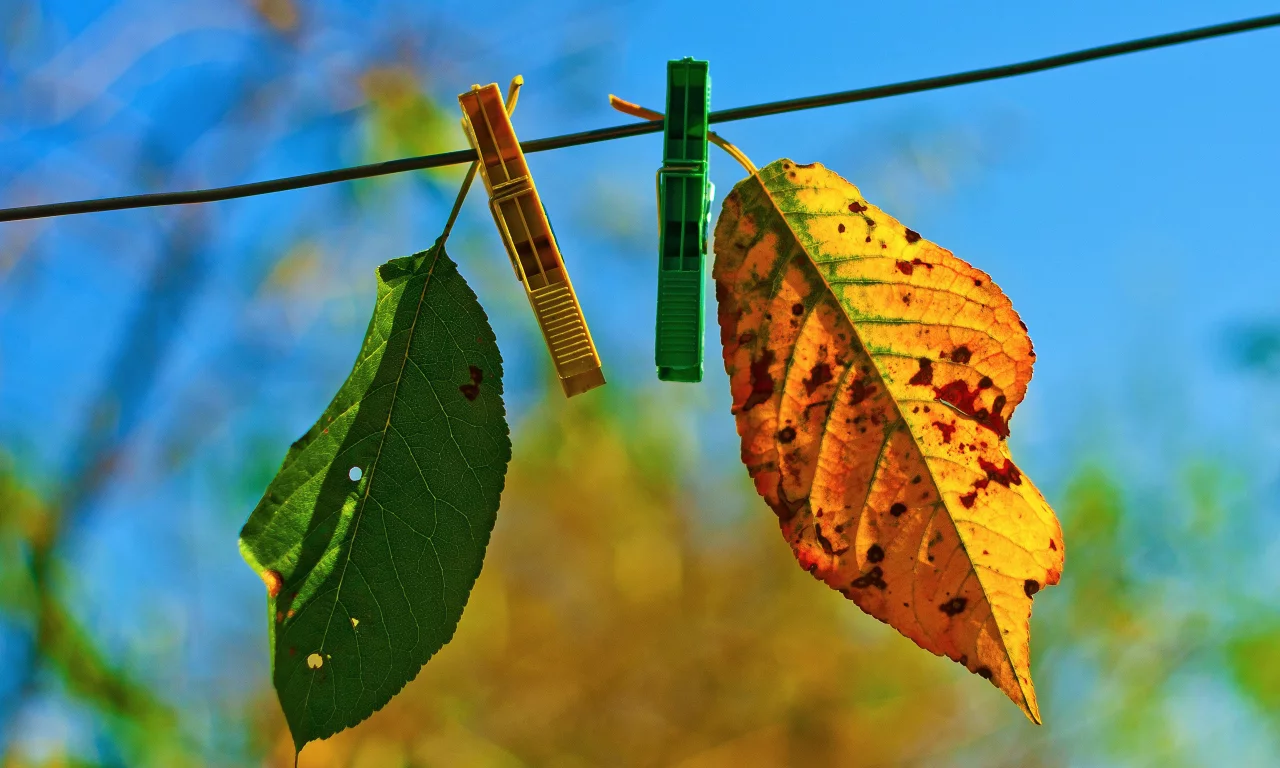 два, autumn fades, лстики