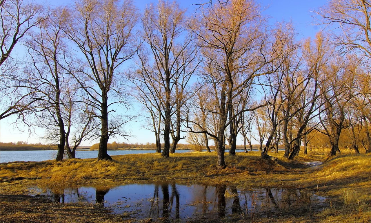 осень, река, деревья