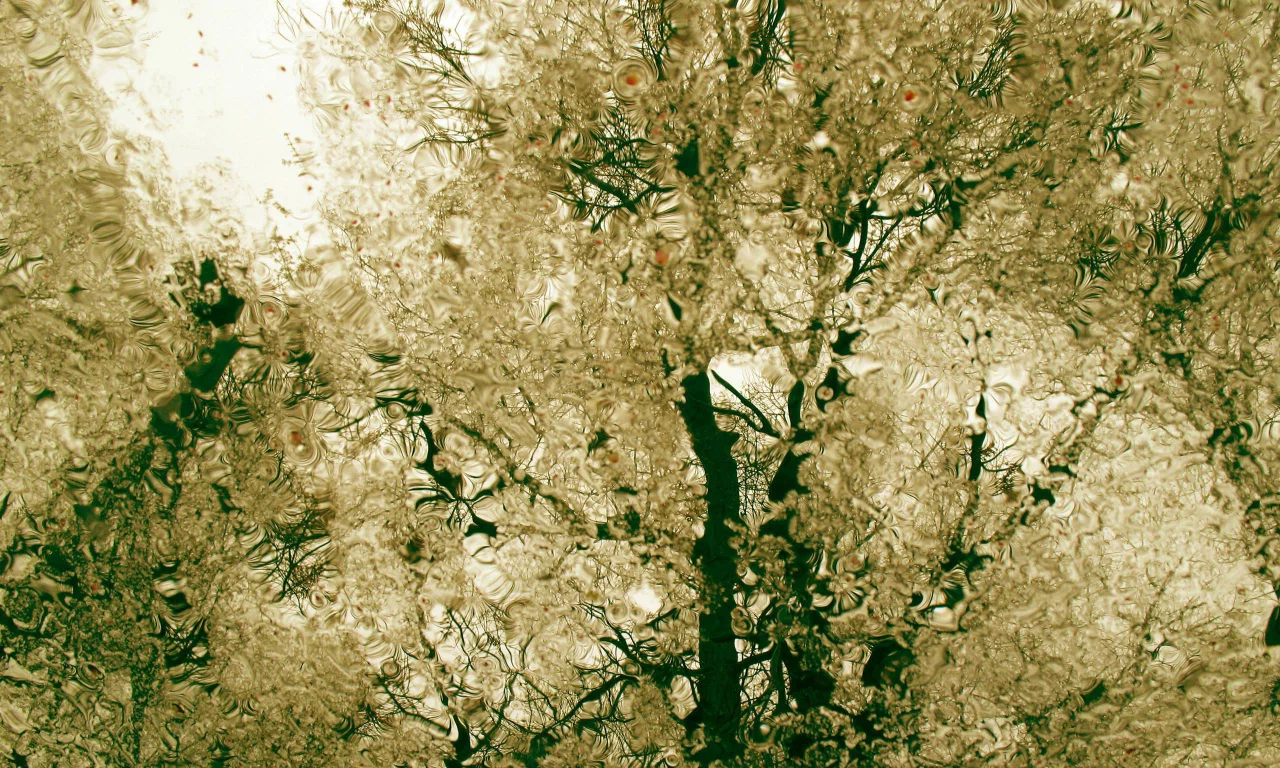 лужа, ветки, капли, дождь, деревья, вода, отражение, осень, пасмурно, разводы