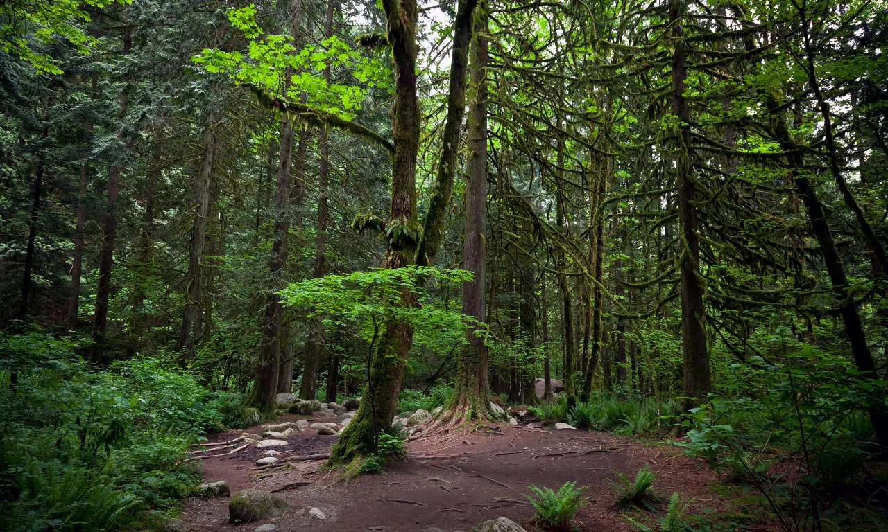 деревья, линн каньон, ванкувер, лес, vancouver, lynn canyon