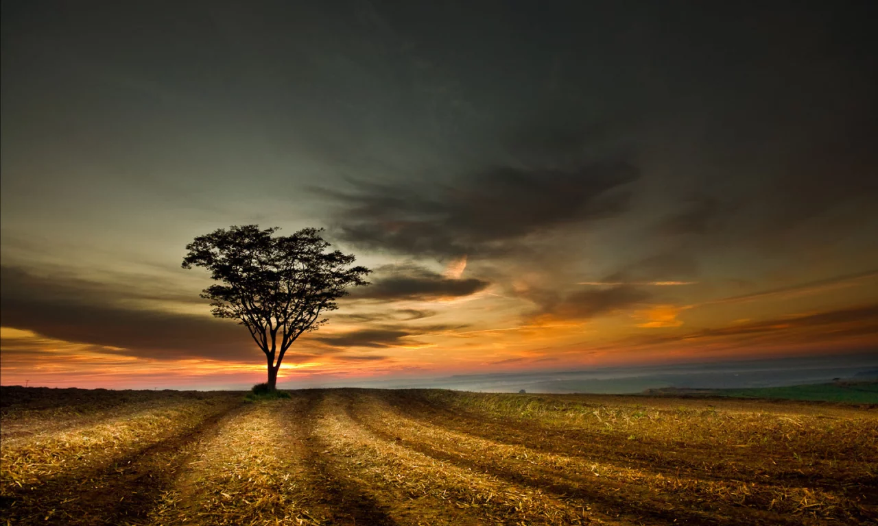поле, небо, tree, landscape, sky, дерево, sunset, облака, hill, пейзаж, nature, clouds, природа, закат, 1920x1200