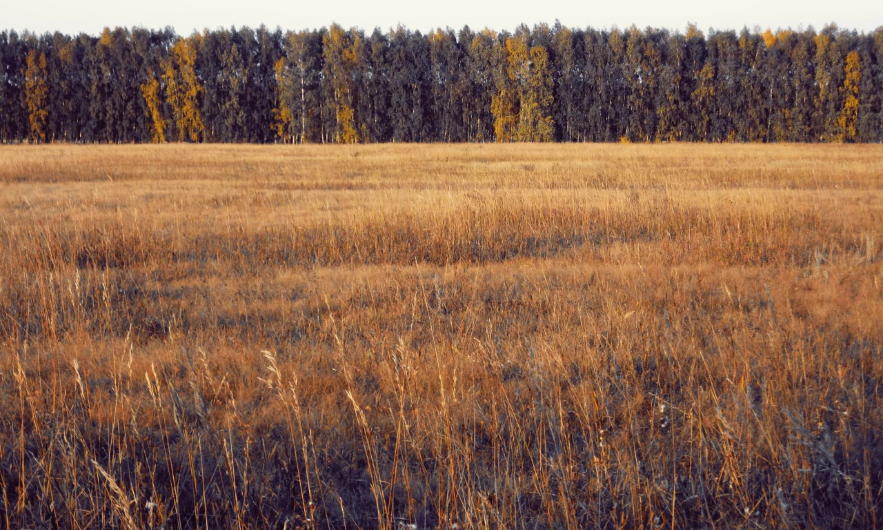 осень, лес, поле, деревья