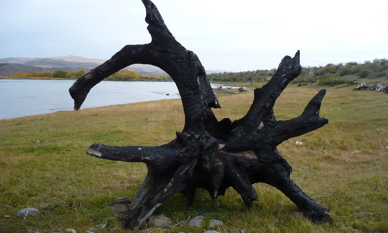 берег, река, после пожара, коряга