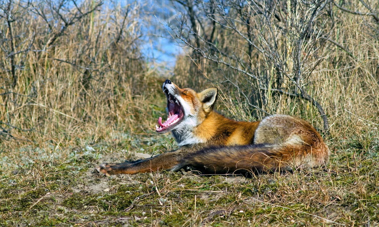 пасть, природа, лиса